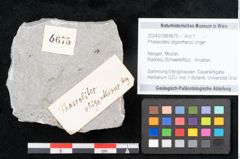 Foto (Objekt + Etikett) von Phaseolites oligantherus Unger (NHMW-GEO-2024-0188-6675)